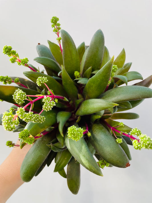 Crassula orbicularis var. rosularis
