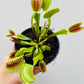 Bilde av Dionaea muscipula ‘Venusfluefanger’-Spanne Plantesalg