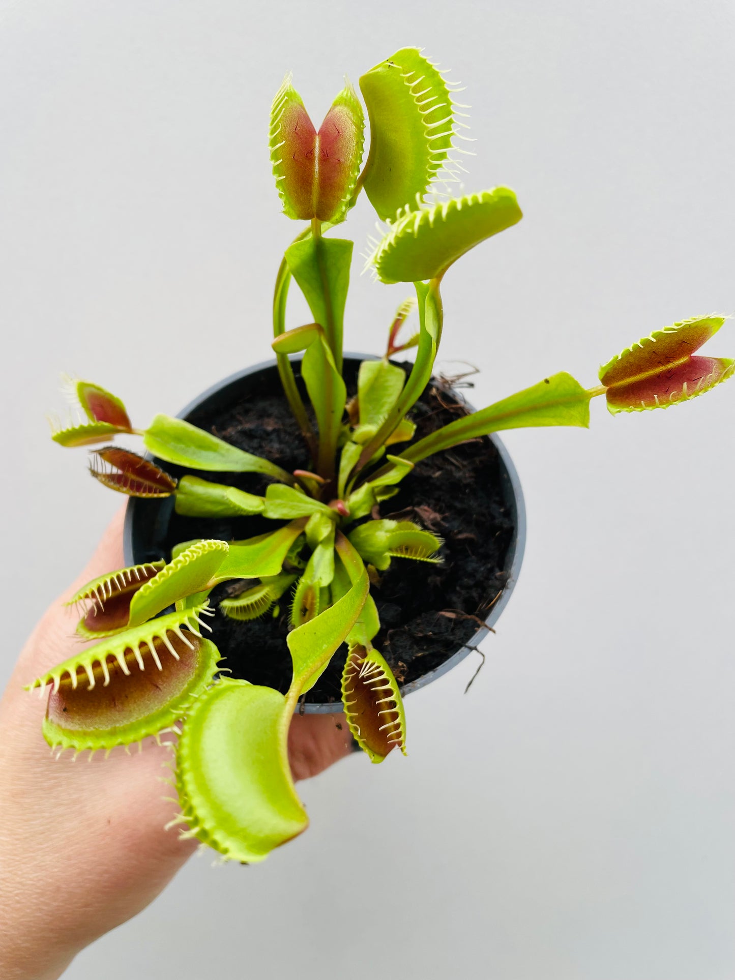 Bilde av Dionaea muscipula ‘Venusfluefanger’-Spanne Plantesalg