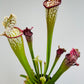 Bilde av Sarracenia leucophylla-Spanne Plantesalg