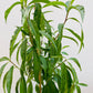 Bilde av Prunus Persia ‘Frost'-Spanne Plantesalg