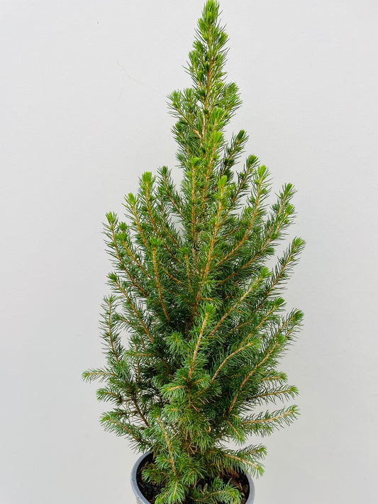 Bilde av Picea gl. Conica-Spanne Plantesalg