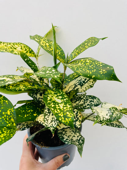 Dracaena godseffiana 'Florida Beauty'