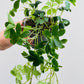 Cissus striata