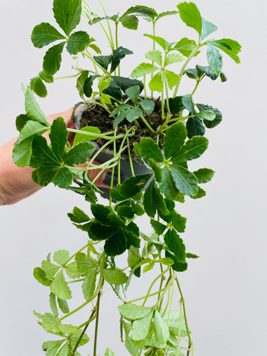 Cissus striata