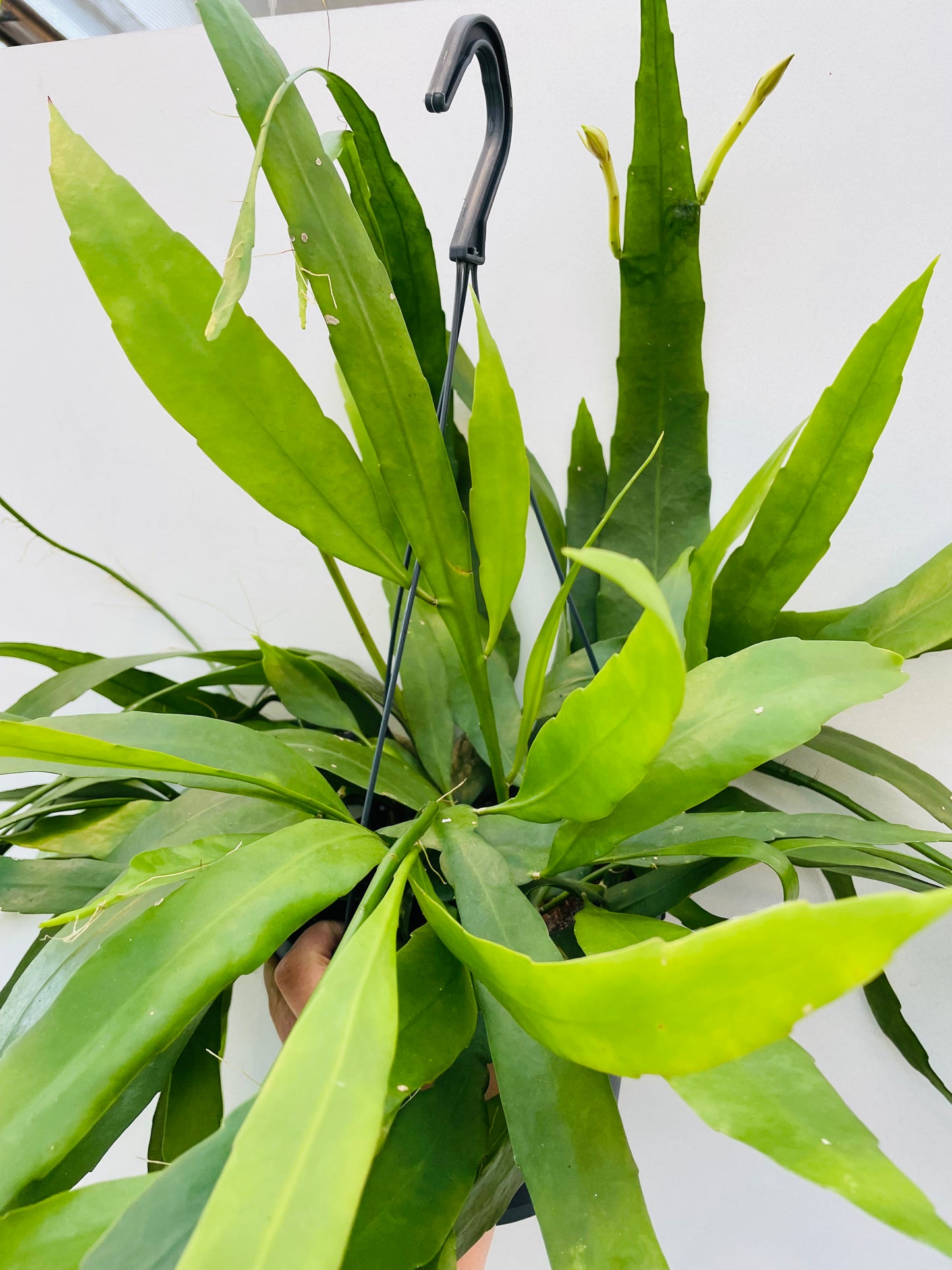 Epiphyllum pumilum