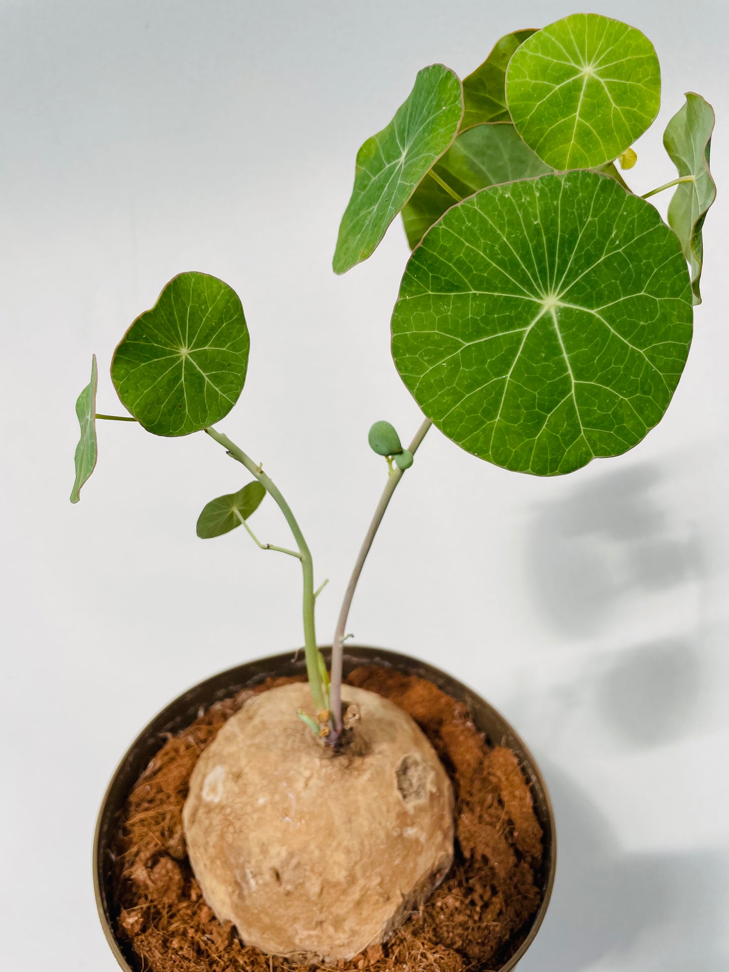 Stephania erecta