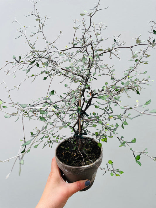 Bilde av Corokia cotoneaster-Spanne Plantesalg