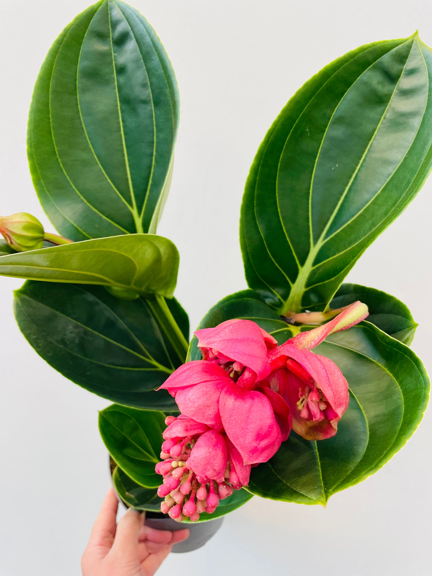 Medinilla magnifica ‘Lambada’