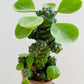 Bilde av Euphorbia ritchiei-Spanne Plantesalg