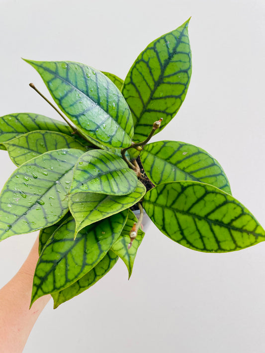 Bilde av Hoya callistophylla-Spanne Plantesalg