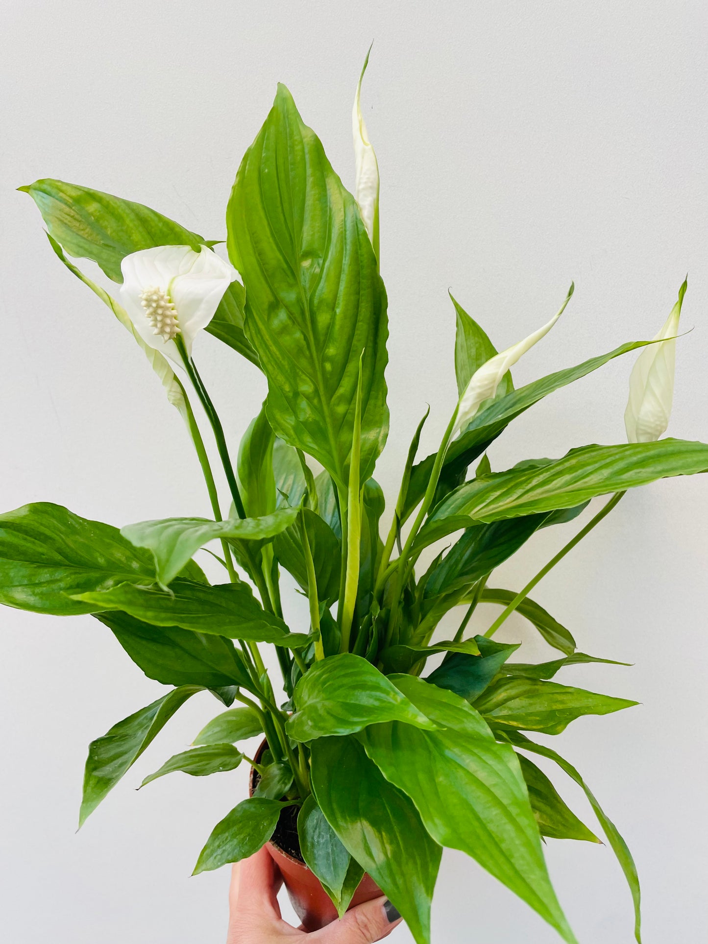 Spathiphyllum ‘Torelli’