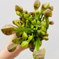 Bilde av Sarracenia psittacina-Spanne Plantesalg