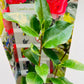 Bilde av Camelia janopica rød 10 cm potte-Spanne Plantesalg