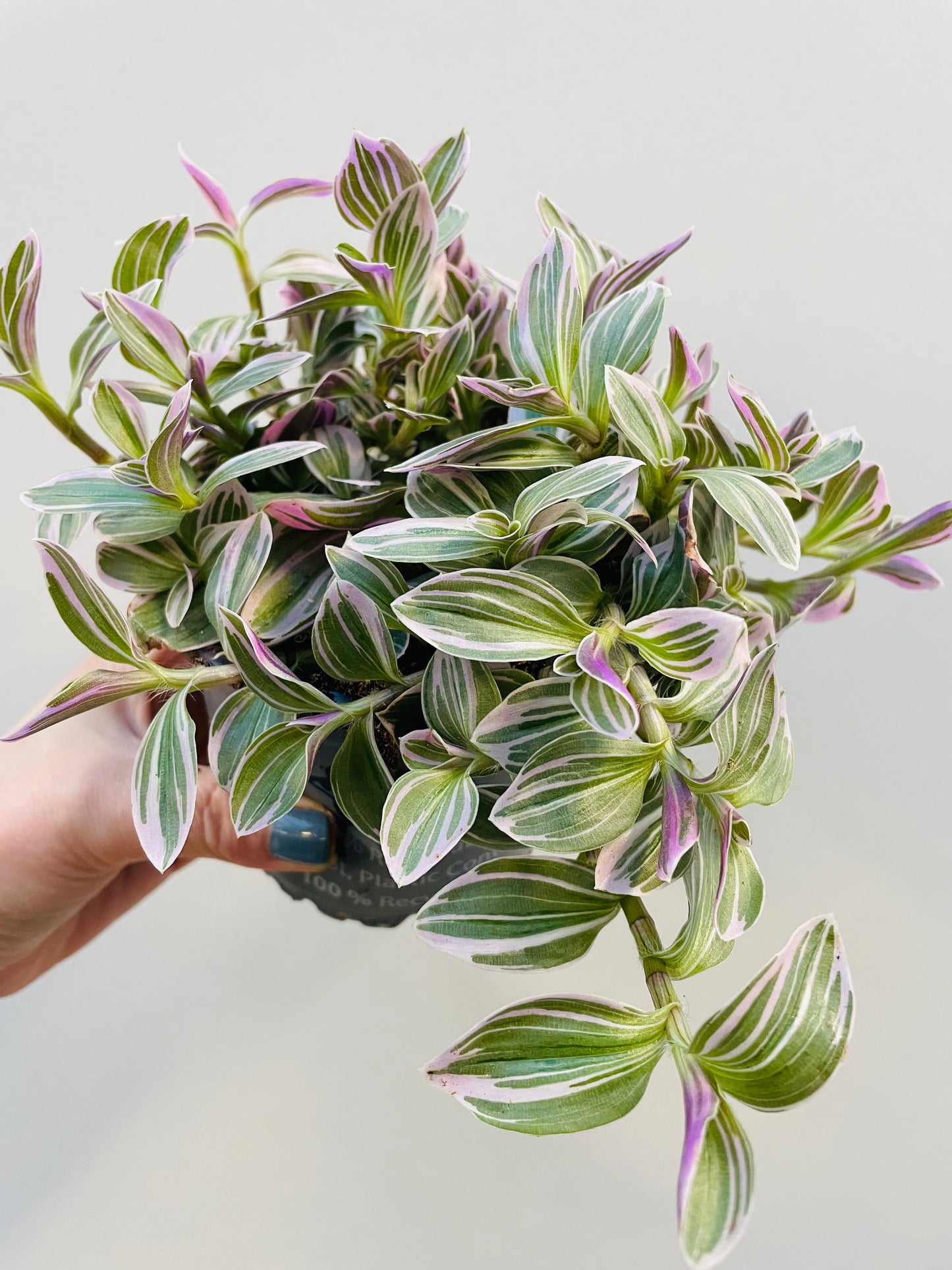 Bilde av Tradescantia albiflora-Spanne Plantesalg