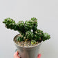 Bilde av Euphorbia ritchiei 12 cm potte-Spanne Plantesalg