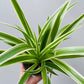 Bilde av Chlorophytum comosum-Spanne Plantesalg