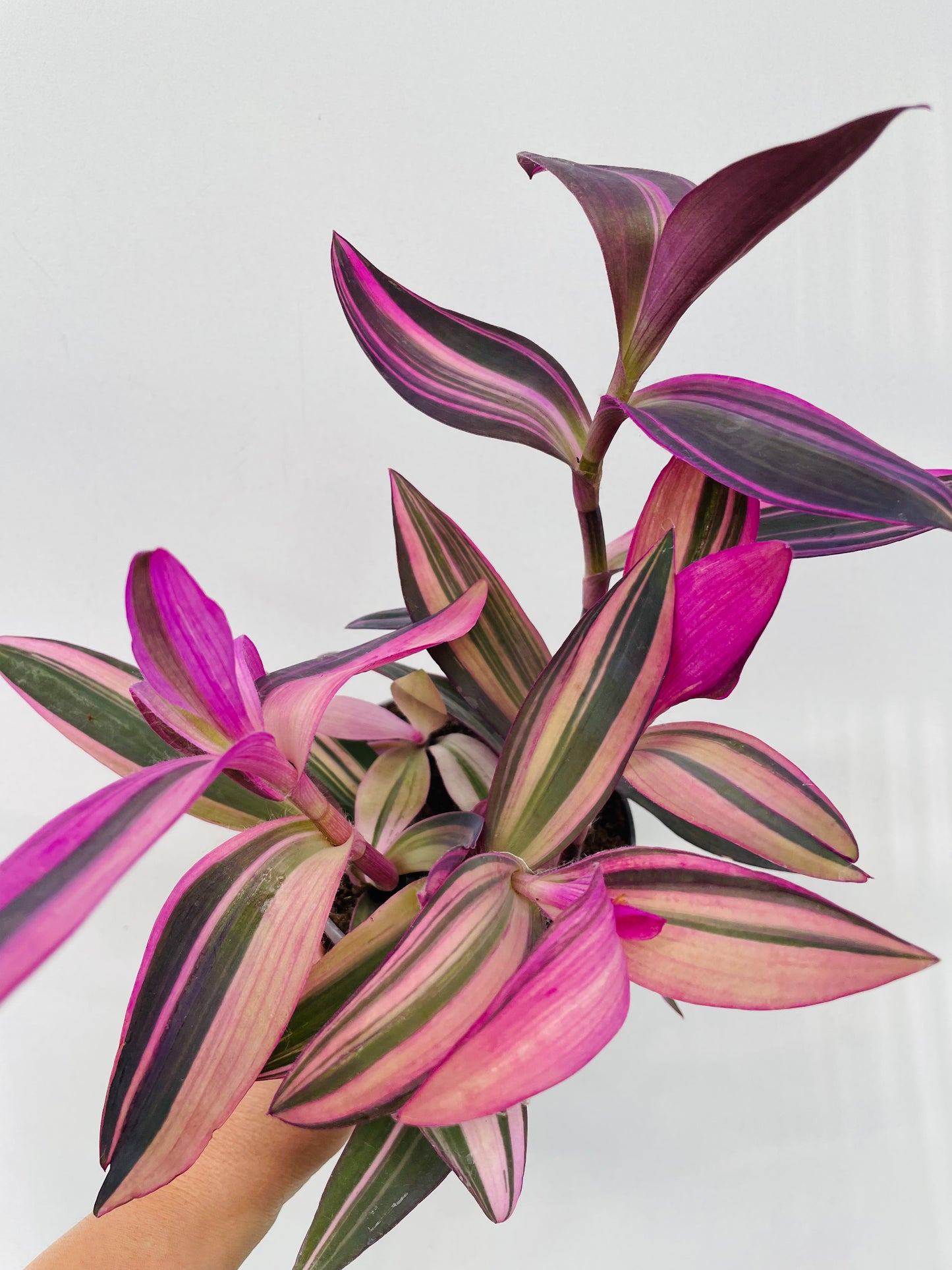Tradescantia pallida