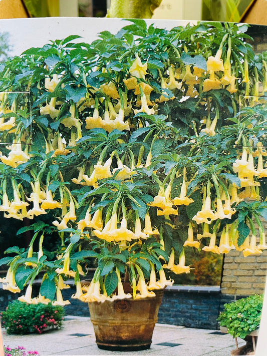 Bilde av Brugmansia gul 10 cm potte-Spanne Plantesalg