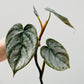 Bilde av Philodendron brandtianum toppstikling-Spanne Plantesalg