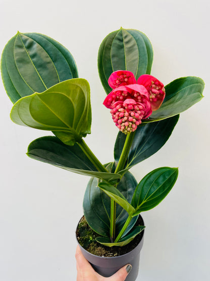 Medinilla magnifica ‘Lambada’