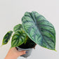 Bilde av Alocasia ‘Dragon Scale’-Spanne Plantesalg