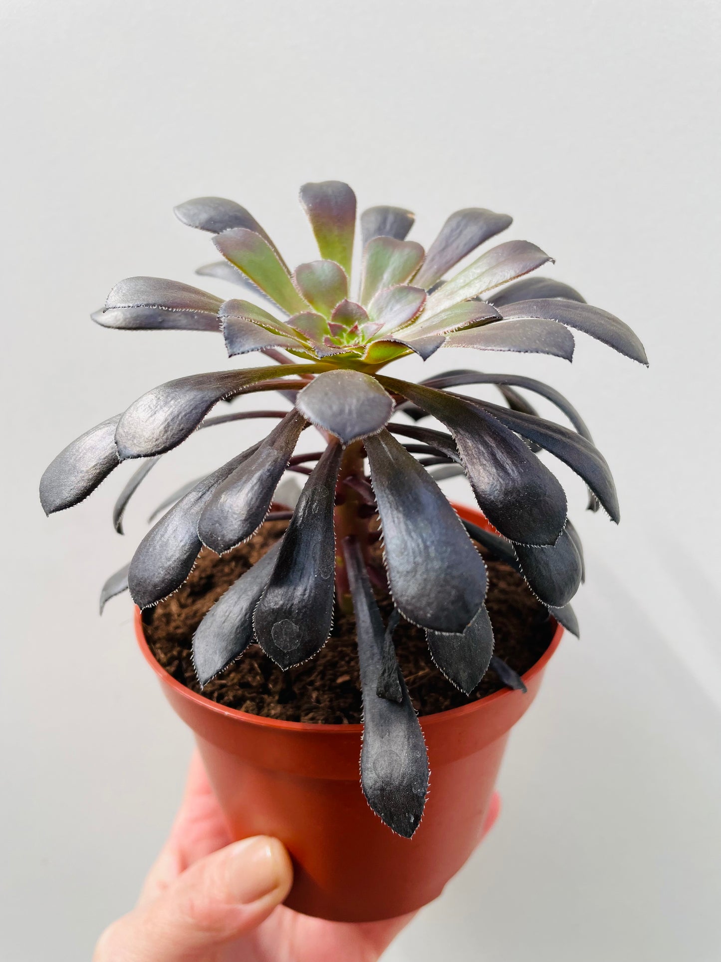Bilde av Aeonium arboreum ‘Schwartzkopf’ 10 cm potte-Spanne Plantesalg