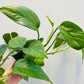 Bilde av Epipremnum pinnatum aureum 12 cm potte-Spanne Plantesalg