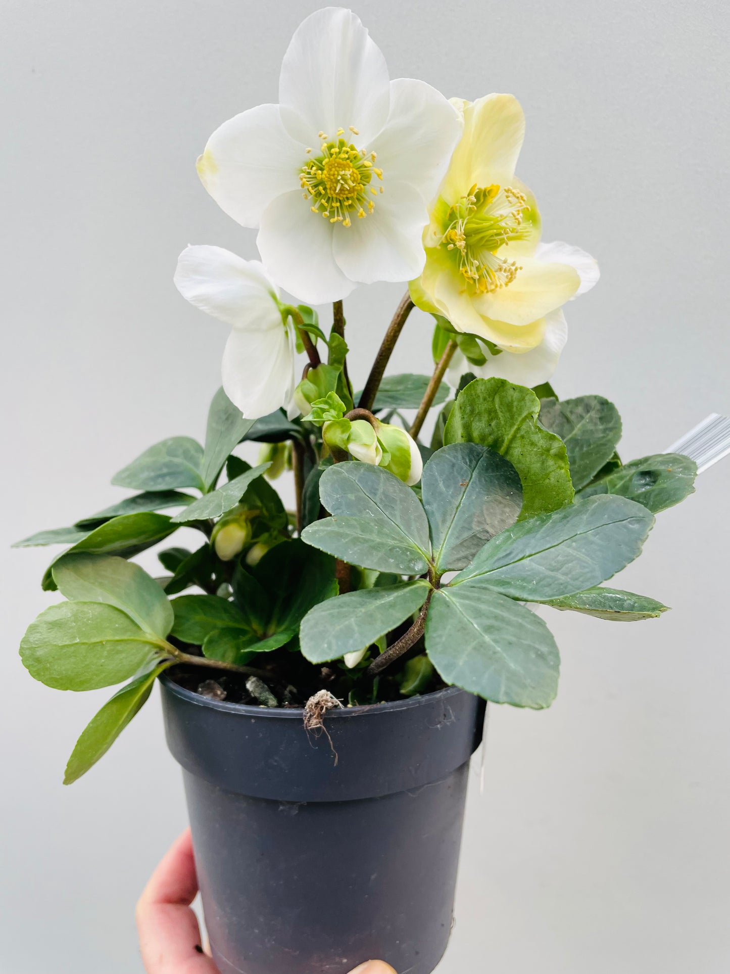 Bilde av Helleborus Christmas Carol-Spanne Plantesalg