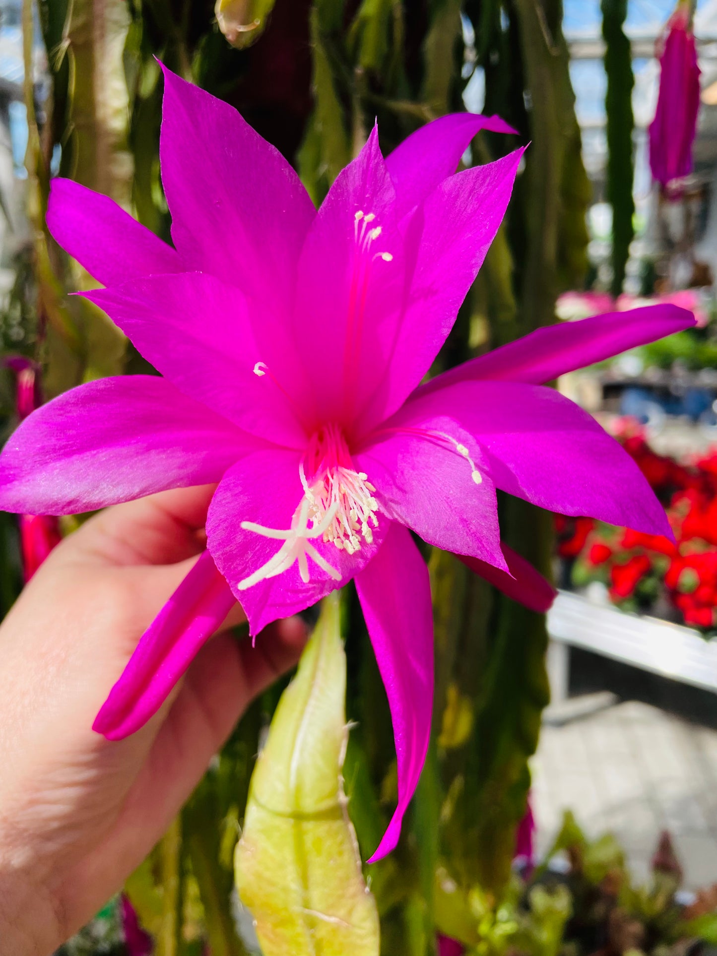 Bilde av Epiphyllum rosa stikling-Spanne Plantesalg
