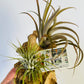 Bilde av Tillandsia på tre 2-Spanne Plantesalg