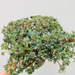 Bilde av Sedum cauticola 'Pink'-Spanne Plantesalg