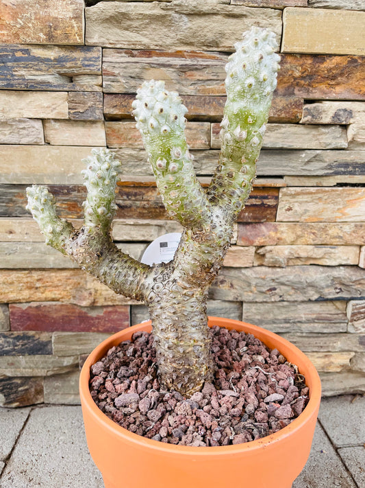 Bilde av Tylecodon wallichii-Spanne Plantesalg