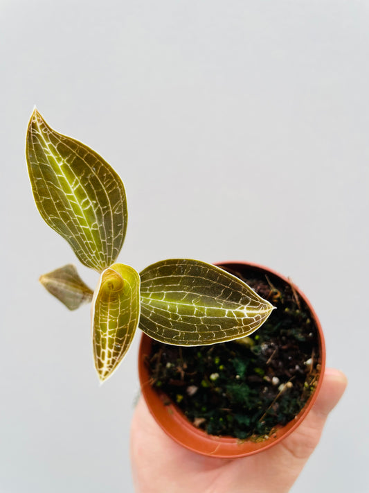 Bilde av Macodes sanderiana 6 cm potte-Spanne Plantesalg