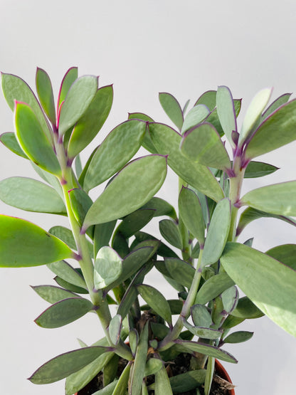 Senecio crassissimus