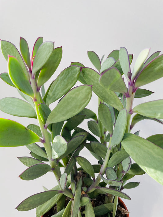 Senecio crassissimus