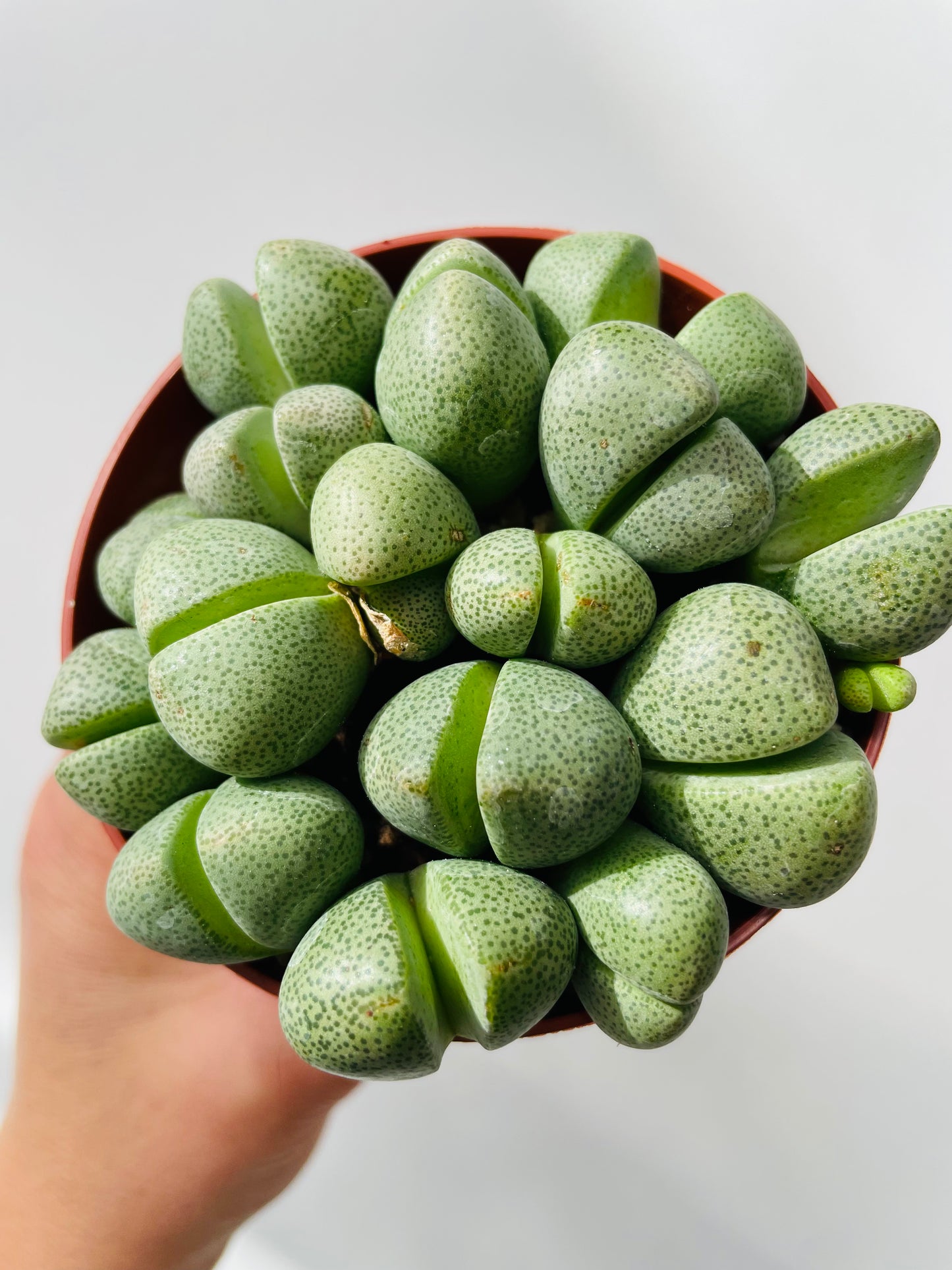 Pleiospilos nelii