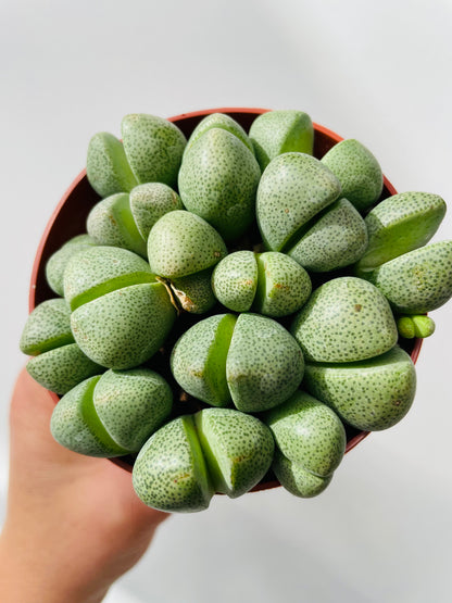 Pleiospilos nelii