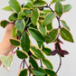 Bilde av Hoya carnosa ‘Krimson Queen’-Spanne Plantesalg