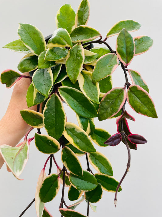 Bilde av Hoya carnosa ‘Krimson Queen’-Spanne Plantesalg