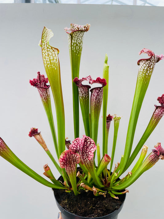 Bilde av Sarracenia stevensii-Spanne Plantesalg