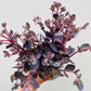Bilde av Sedum 'Red Canyon'-Spanne Plantesalg