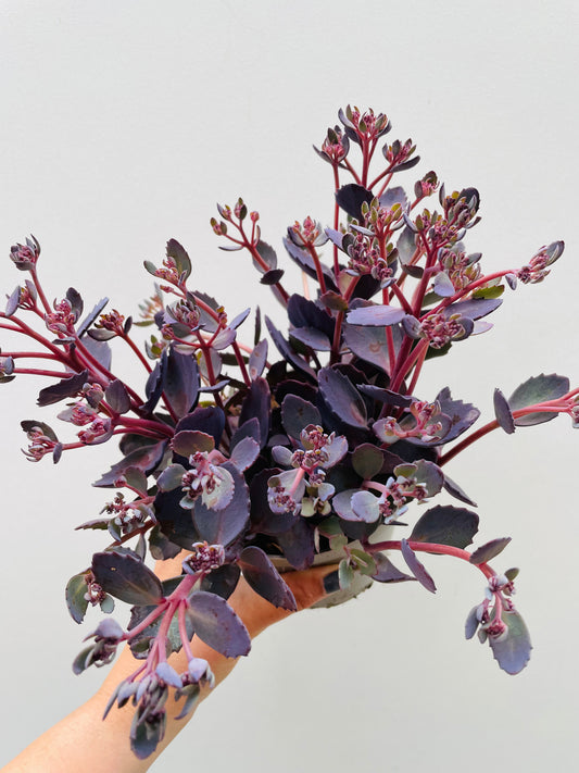 Bilde av Sedum 'Red Canyon'-Spanne Plantesalg