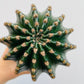 Bilde av Echinopsis eyriesii-Spanne Plantesalg