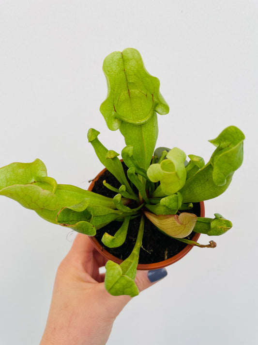 Bilde av Sarracenia venosa ‘Green’-Spanne Plantesalg