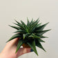Bilde av Haworthia ‘Twist’ 6 cm potte-Spanne Plantesalg