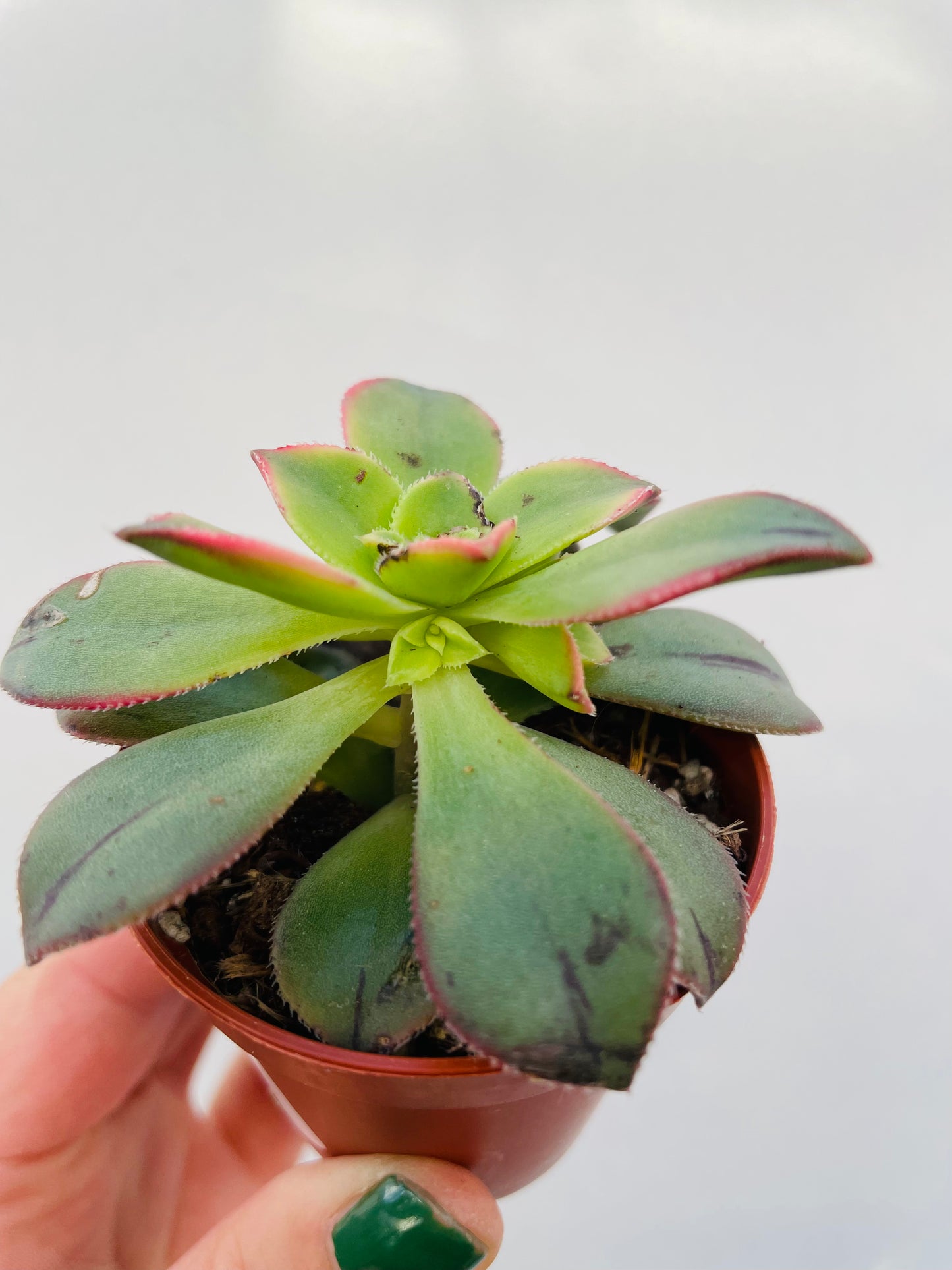 Aeonium ‘Kiwi’