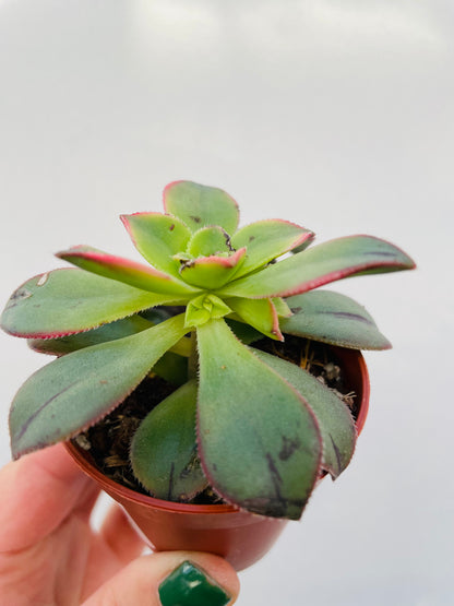 Aeonium ‘Kiwi’