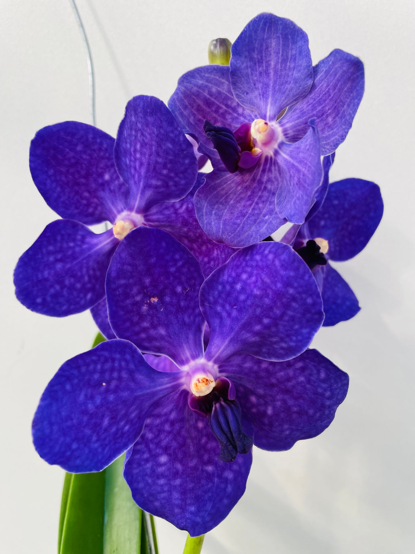 Vanda 1