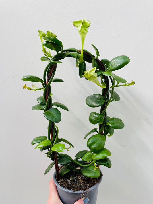 Bilde av Ceropegia sandersonii 12 cm potte-Spanne Plantesalg